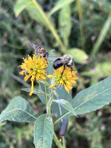Unknown species found near George Washington & Jefferson National Forests, Afton, VA, US