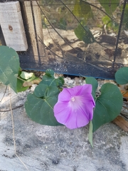 Ipomoea crinicalyx