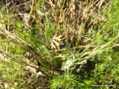 Tragopogon crocifolius