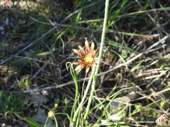 Tragopogon crocifolius