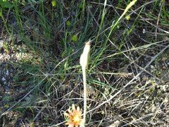Tragopogon crocifolius