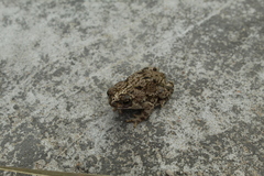 Rhinella beebei