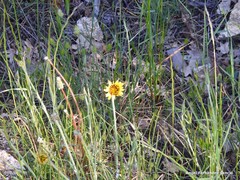 Tragopogon crocifolius