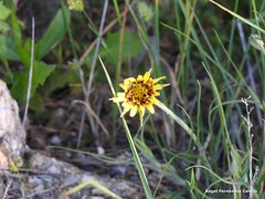 Tragopogon crocifolius
