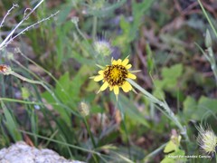 Tragopogon crocifolius