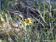 Tragopogon crocifolius