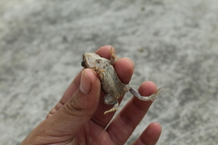 Rhinella beebei