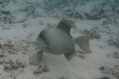 Pseudobalistes flavimarginatus