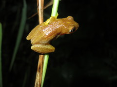 Afrixalus fornasini