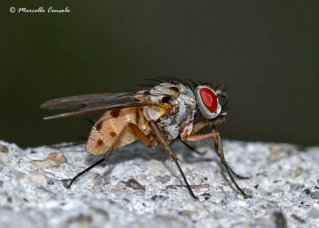 Helina clara