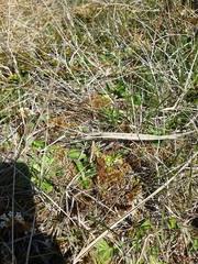 Sigaus campestris