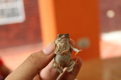 Rhinella beebei