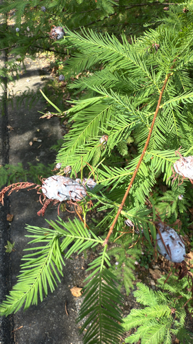 Unknown species found near Turkey Creek Rd, Pinson, AL, US