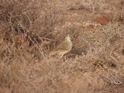 Buffy Pipit (Anthus vaalensis), photo 6
