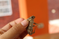 Rhinella beebei