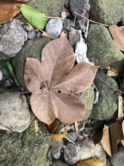 Sterculia apetala