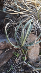 Agave schottii
