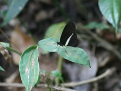 Heliconius erato