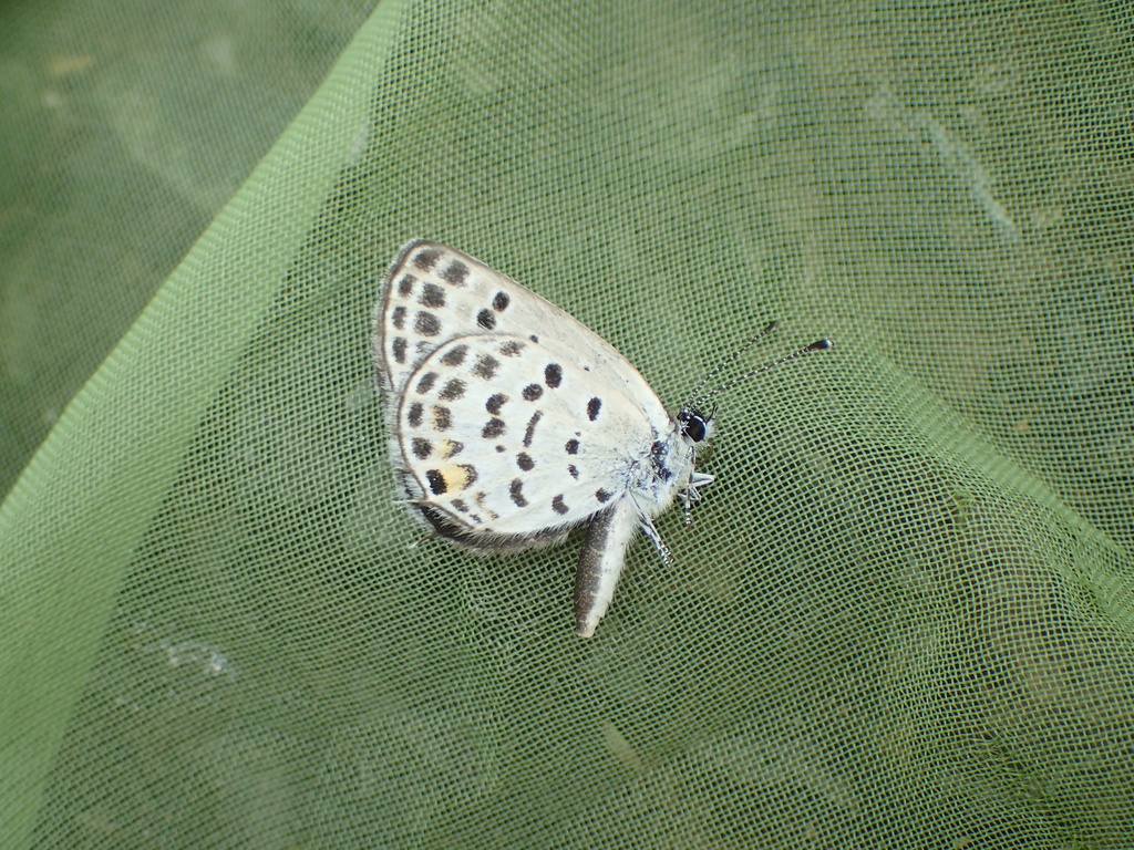 ムシャクロツバメシジミ