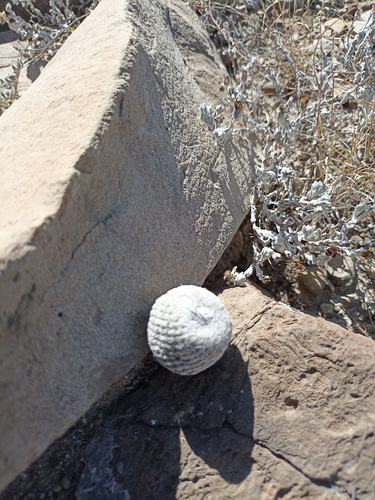 Epithelantha pulchra
