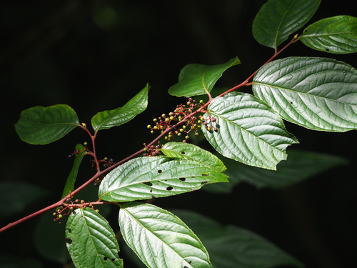 Perrottetia arisanensis, photograph 2