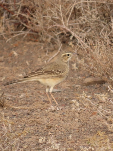 Buffy Pipit (Anthus vaalensis), photo 10