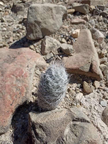 Mexican Snowball Cactus (Escobaria zilziana)