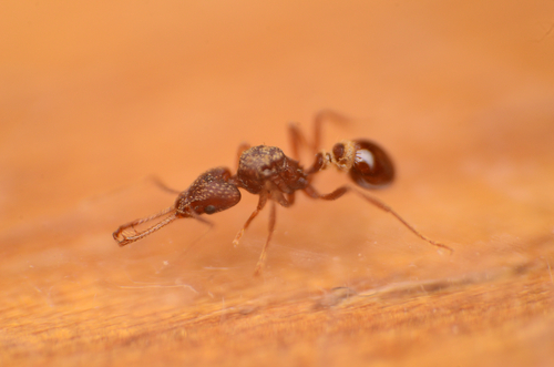 Strumigenys cordovensisStrumigenys cordovensis