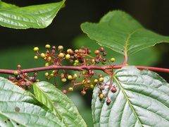 Perrottetia arisanensis, photograph author not stated, no rights reserved