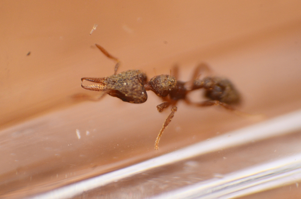 Strumigenys subedentata