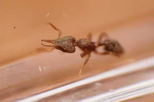 Strumigenys subedentata