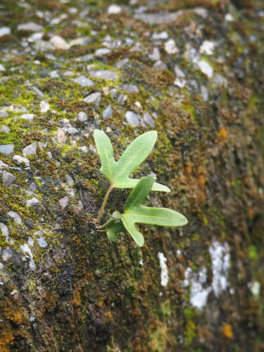 Five-finger tongue fern (Pyrrosia polydactylos)