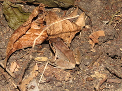 Leptodactylus poecilochilus image