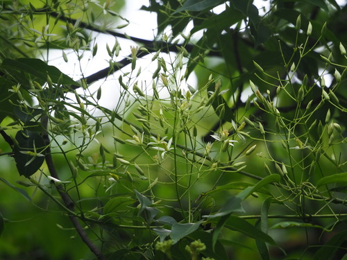 Clematis uncinata, photograph 6