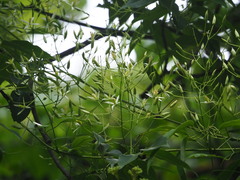 Clematis uncinata, photograph author not stated, no rights reserved