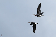 Branta ruficollis