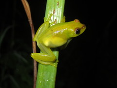 Hyperolius argus