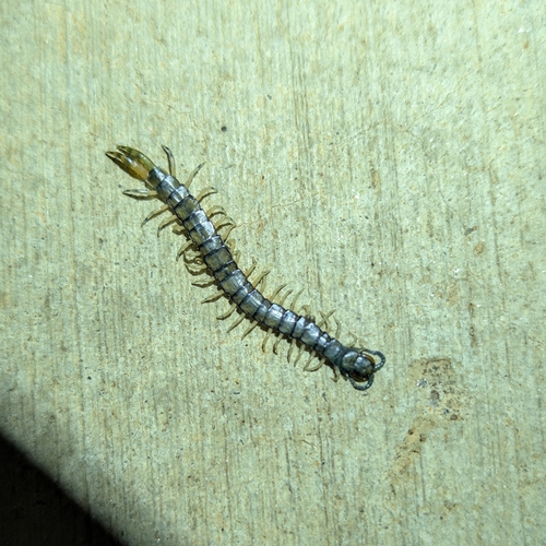 Photo of Eastern Bark Centipede (Hemiscolopendra marginata)