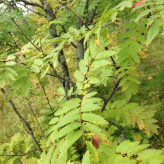 Sorbus aucuparia