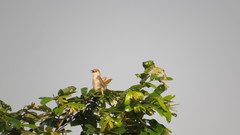 Cisticola haematocephalus