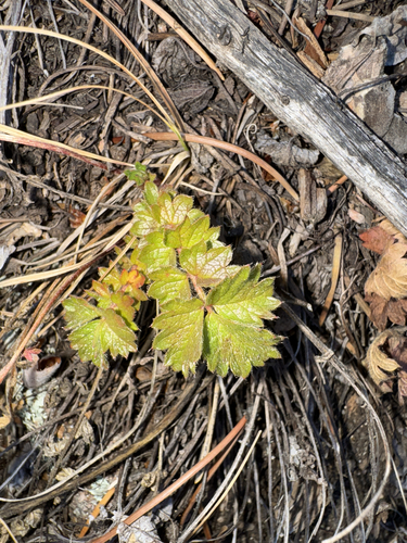 Big-flower Cinquefoil (Drymocallis fissa)