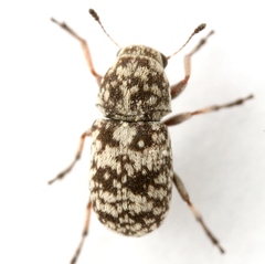 Ormiscus irroratus