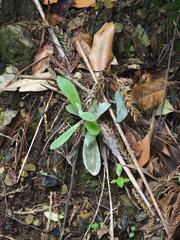 Pseudognaphalium adnatum, photograph author not stated, no rights reserved