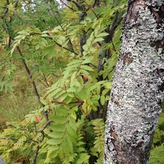 Sorbus aucuparia