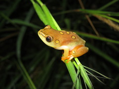 Hyperolius argus