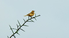 Tmetothylacus tenellus