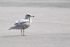 Larus hyperboreus