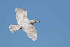 Larus hyperboreus