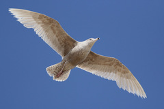 Larus hyperboreus