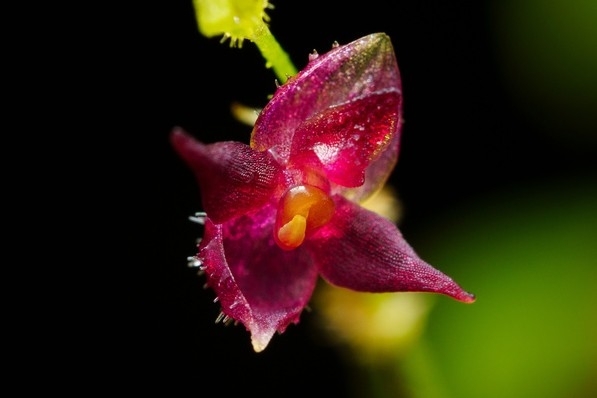 Trichosalpinx bricenoensis